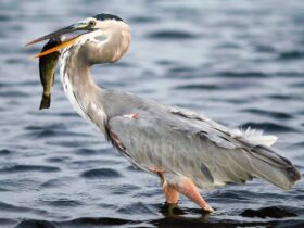 Are heron protected?