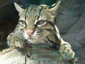 Is the ocelot pariah fast?