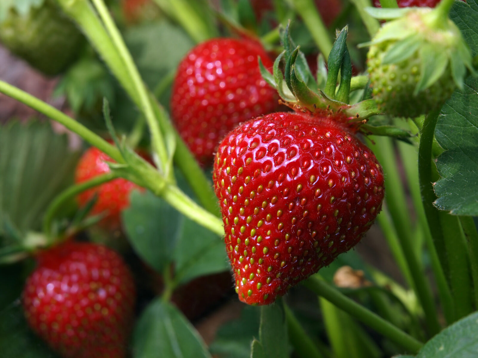 Where can I buy Azim strawberries?