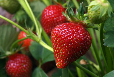 Where can I buy Azim strawberries?